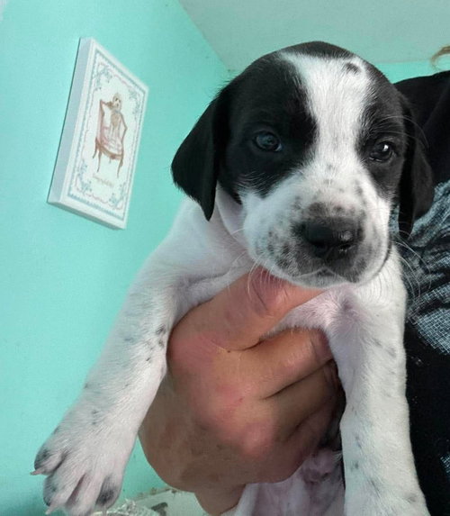 Stuart - Puppy of Pennie photo 4