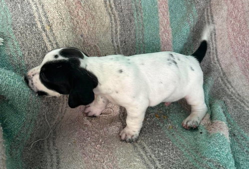 Stuart - Puppy of Pennie photo 5