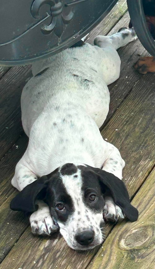 Stuart - Puppy of Pennie