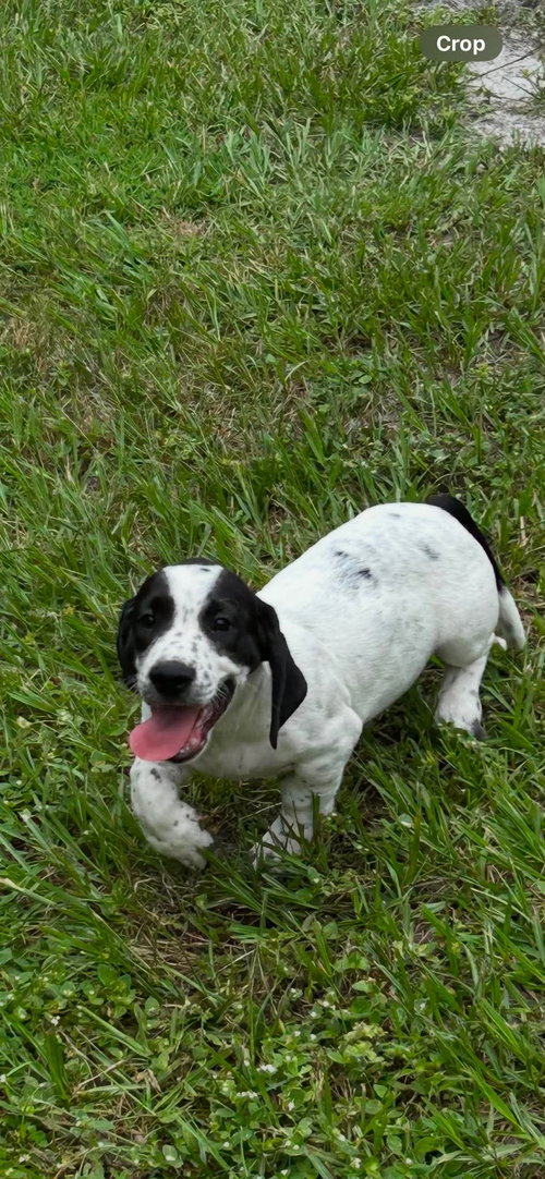 Stuart - Puppy of Pennie photo 2