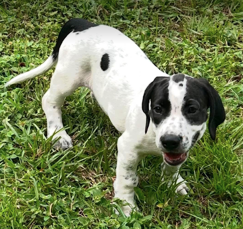 Stuart - Puppy of Pennie photo 1