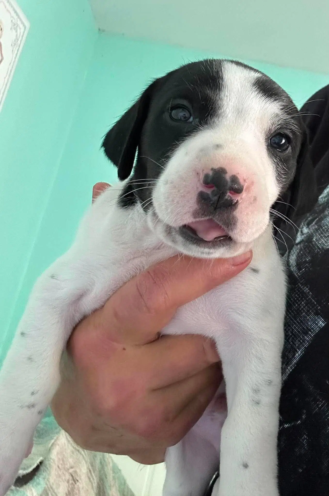 Wil - Puppy Of Pennie image 2