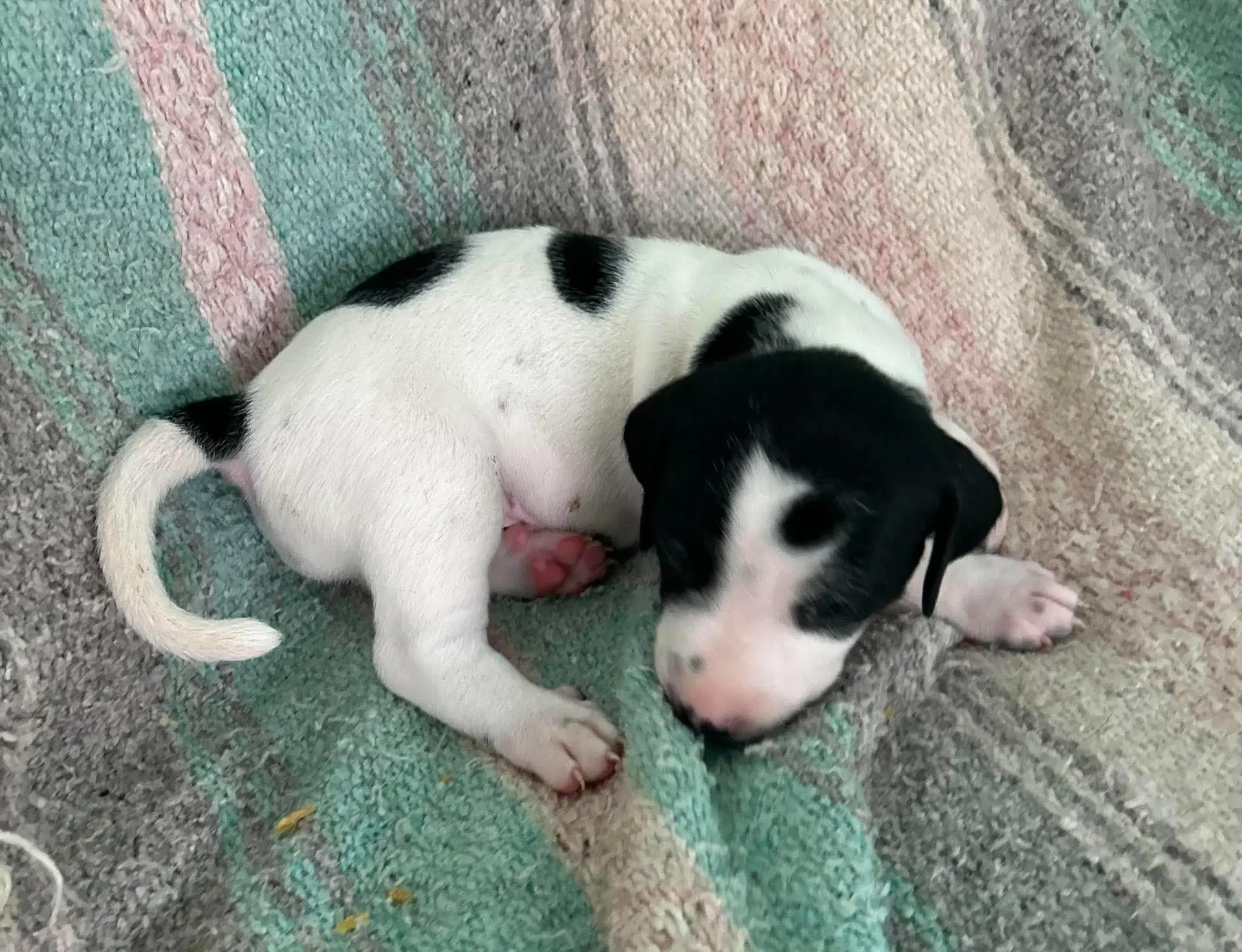Wil - Puppy Of Pennie image 3