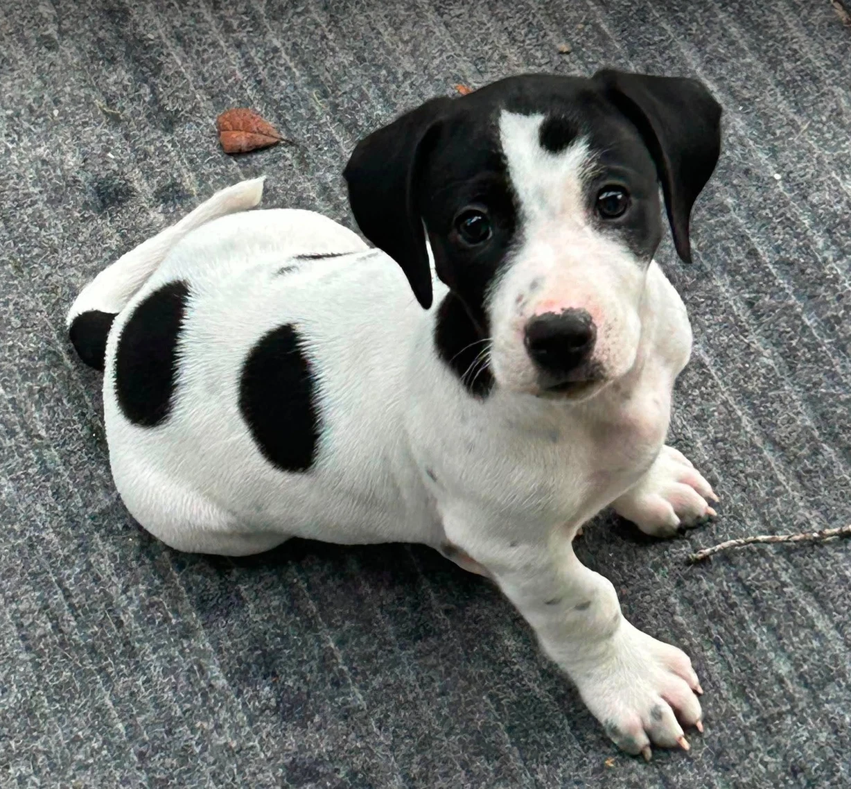 Wil - Puppy Of Pennie