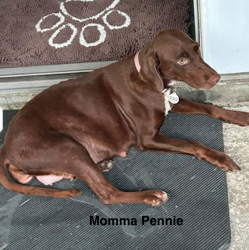 Wil - Puppy of Pennie photo 5