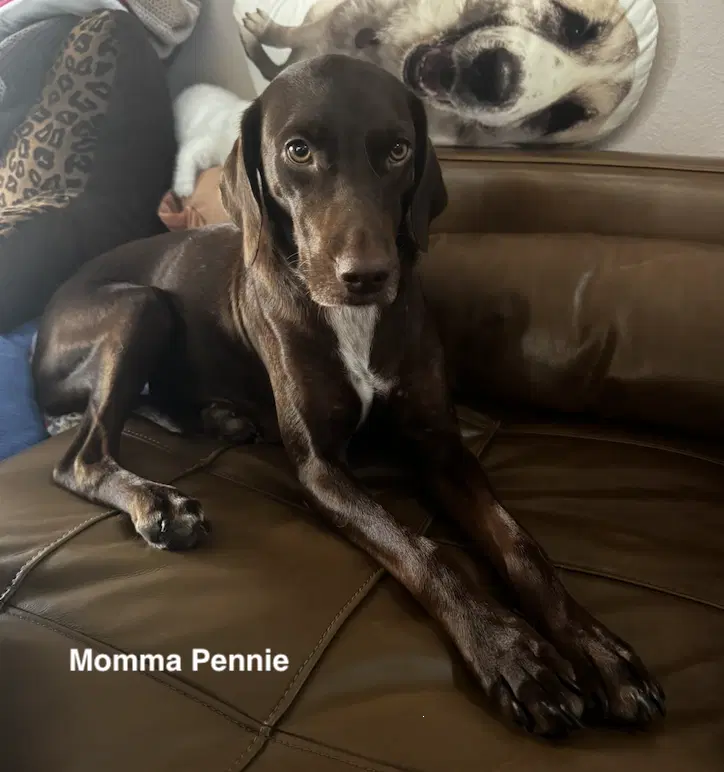 Wil - Puppy Of Pennie image 4