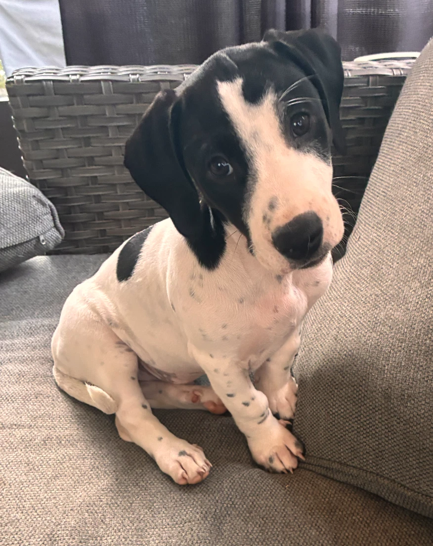 Wil - Puppy Of Pennie
