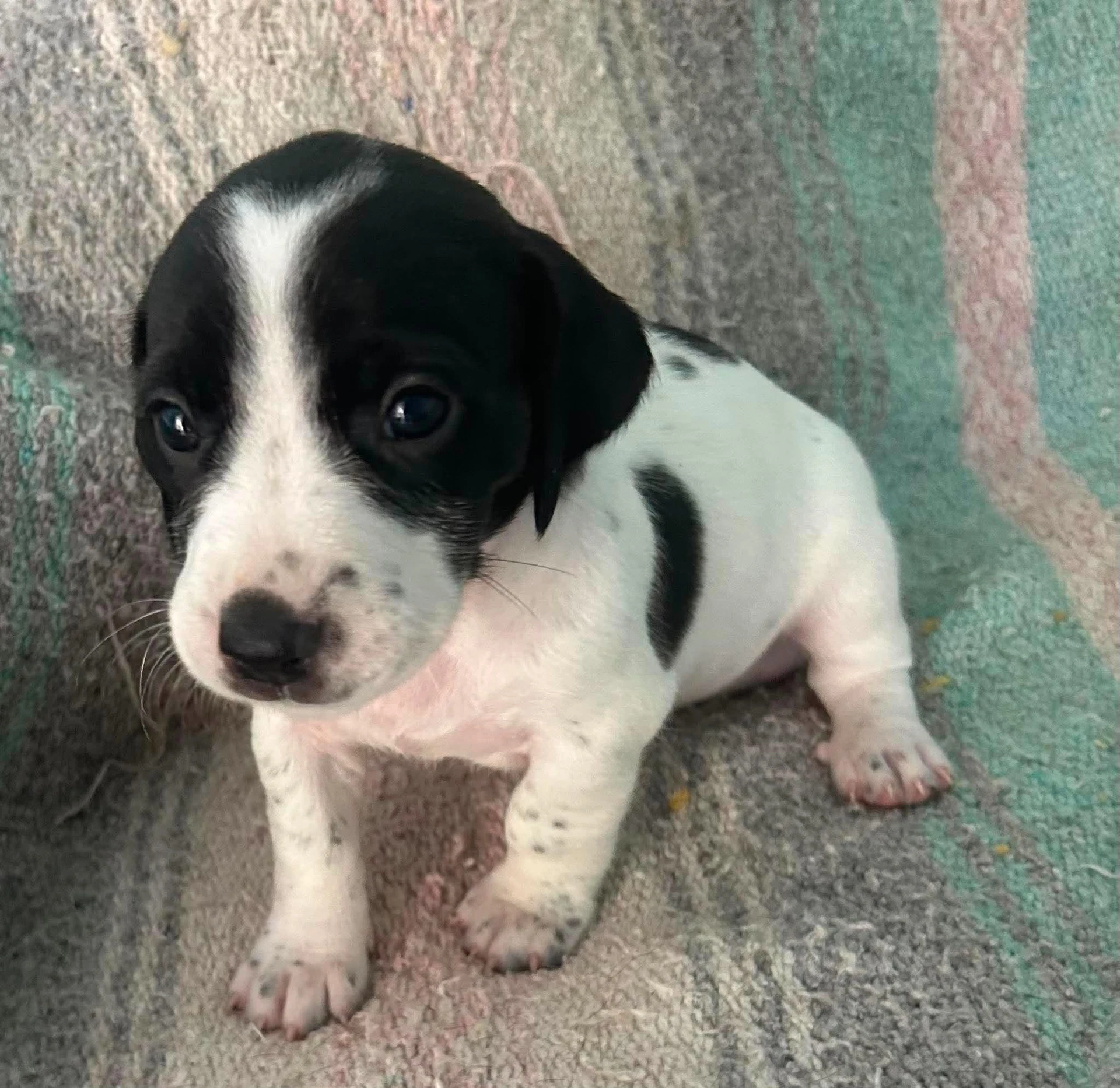 Barry - Puppy Of Pennie