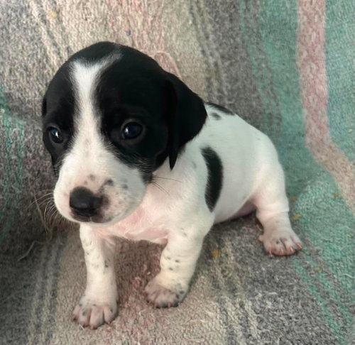 Barry - Puppy of Pennie photo 2
