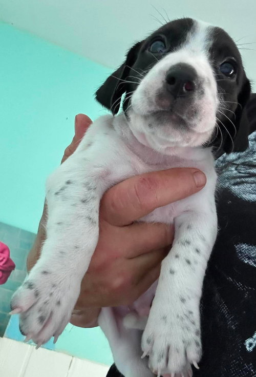 Barry - Puppy of Pennie photo 3