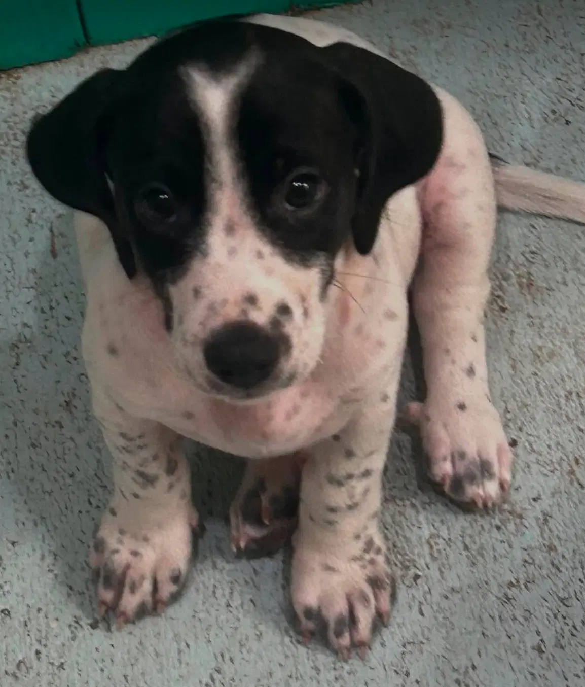 Barry - Puppy Of Pennie image 3