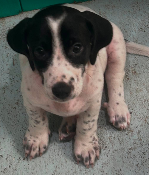 Barry - Puppy of Pennie photo 4