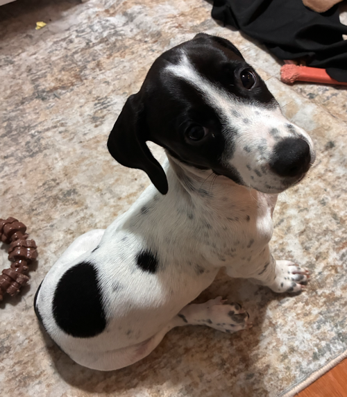 Barry - Puppy of Pennie