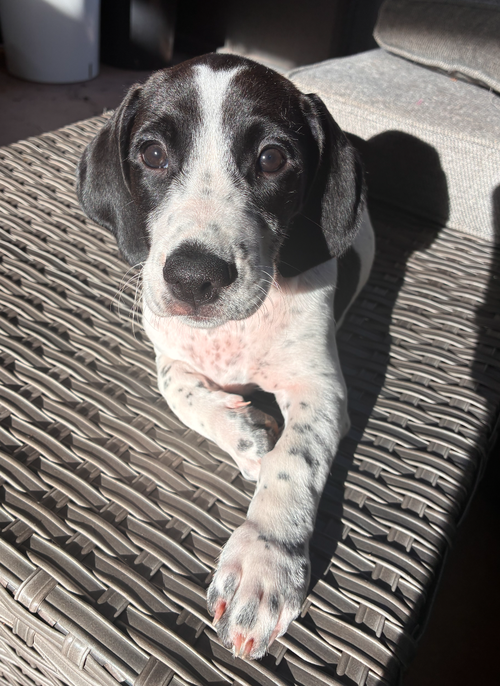 Barry - Puppy of Pennie photo 1