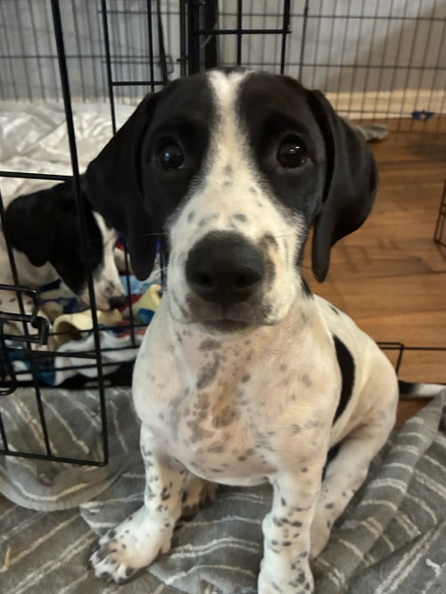 Barry - Puppy of Pennie, Irish Setter / Dachshund / Mixed (short coat)