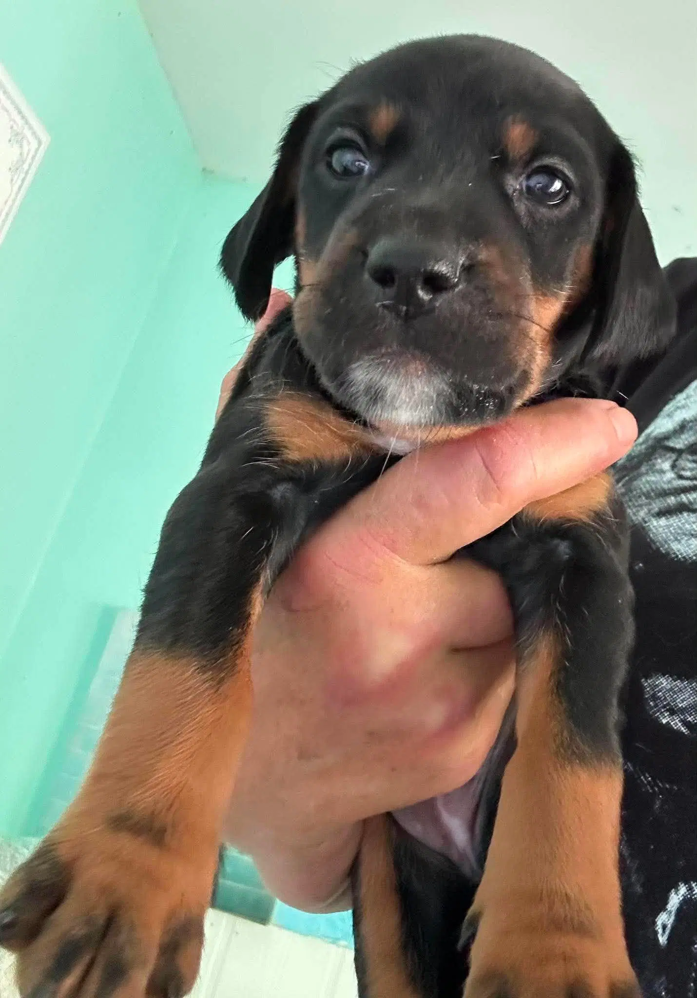 Amy - Puppy Of Pennie image 2