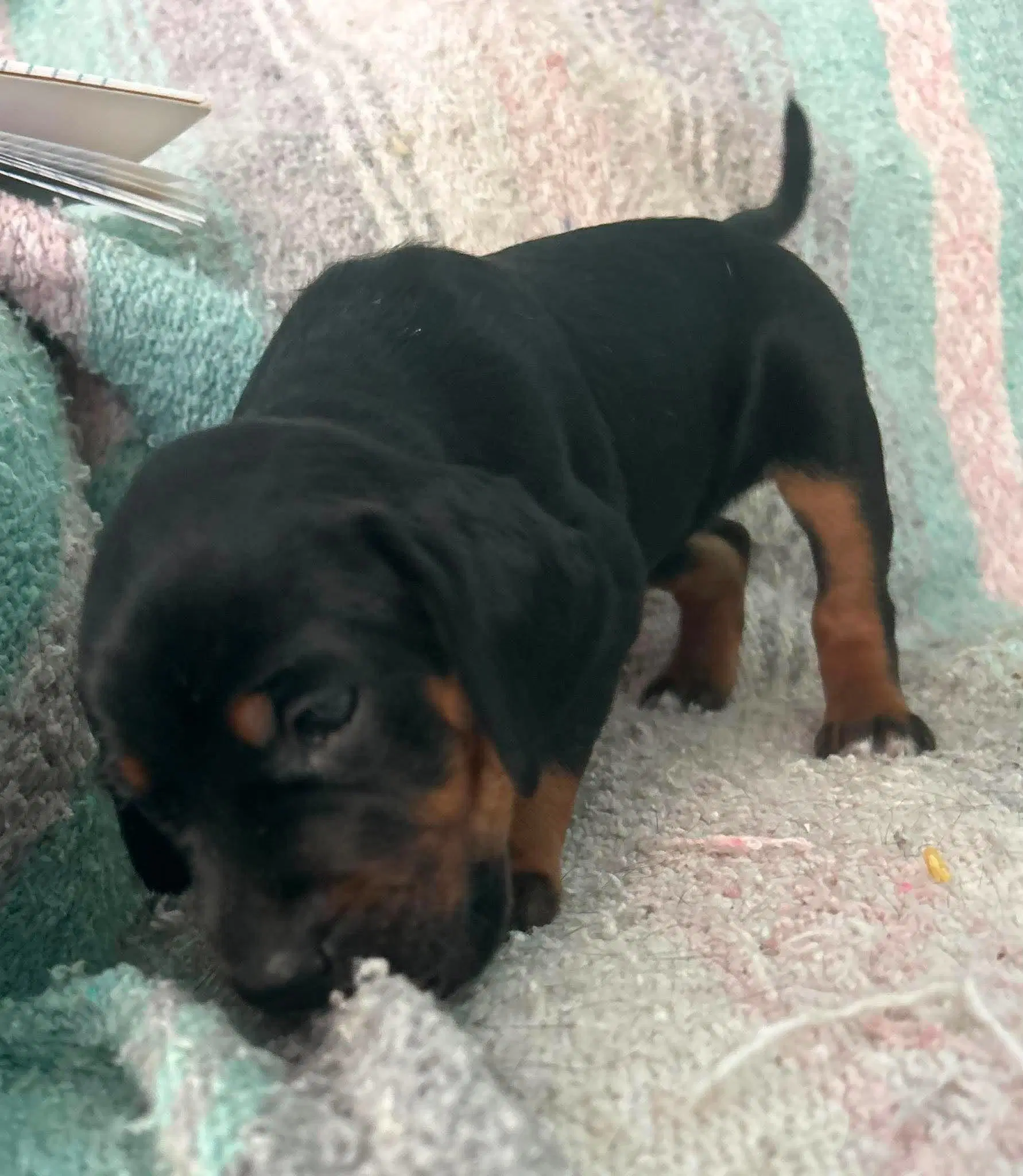 Amy - Puppy Of Pennie image 3