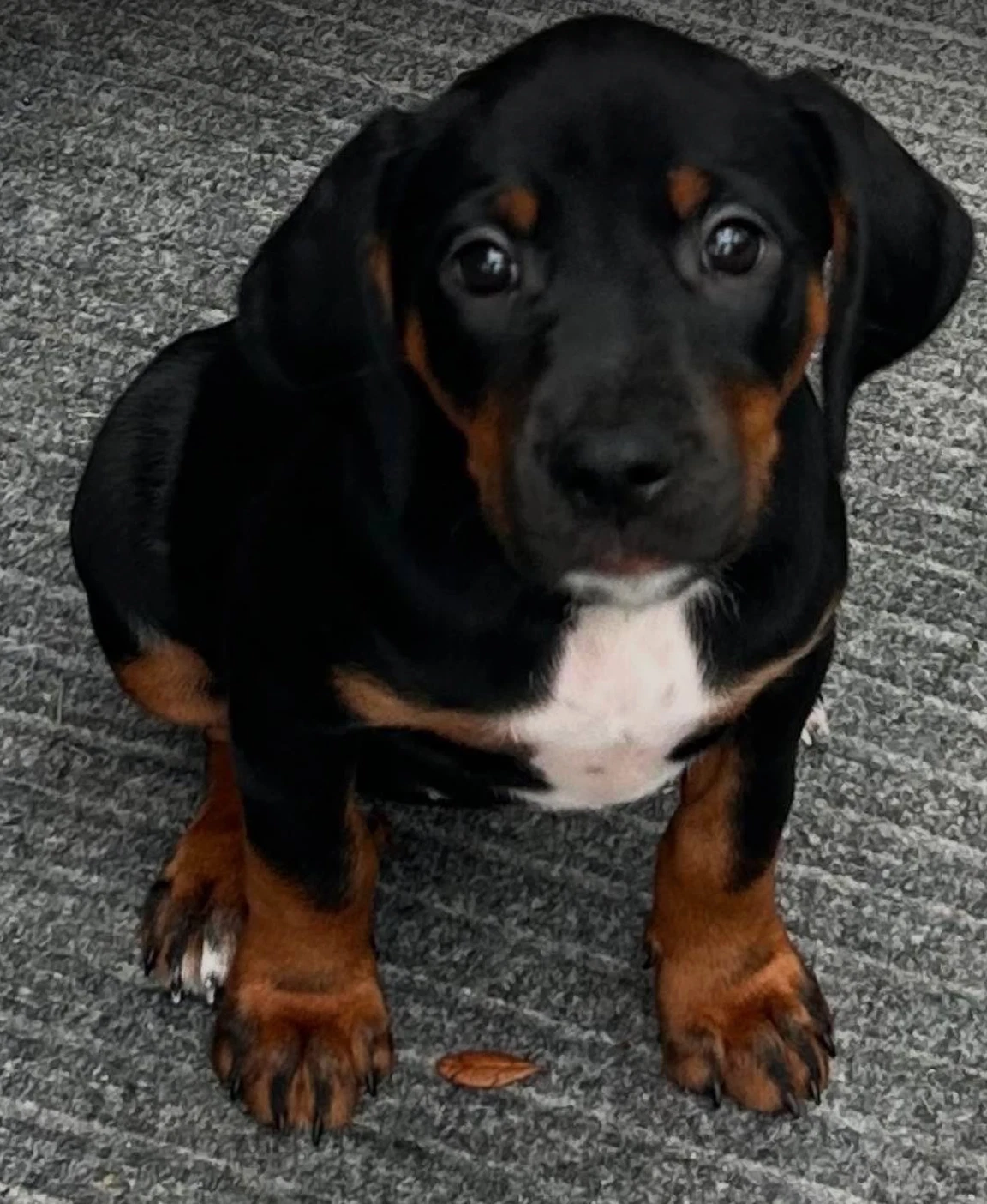 Amy - Puppy Of Pennie