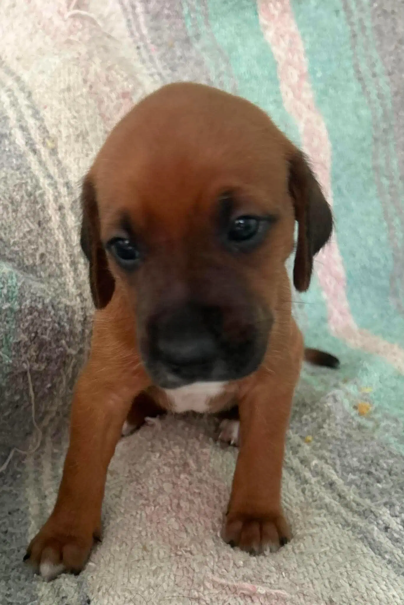 Bernadette - Puppy Of Pennie image 2