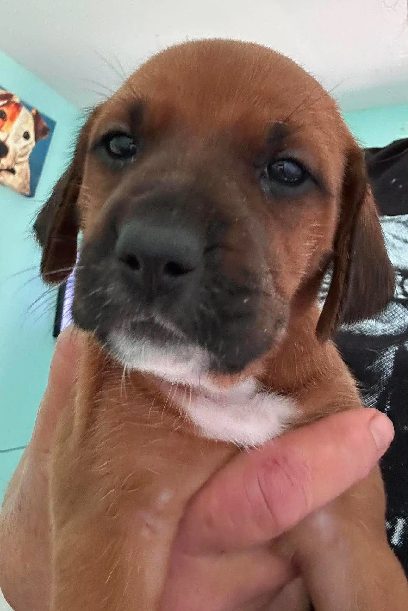 Bernadette - Puppy Of Pennie image 3