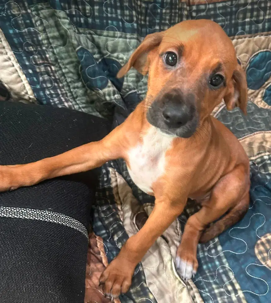 Bernadette - Puppy Of Pennie - Irish Setter