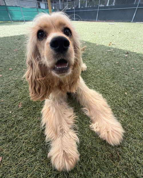 Winnie, a dog for adoption from Lil Rascals Dog Rescue
