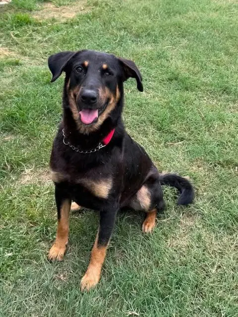 Timmy - German Shepherd Dog