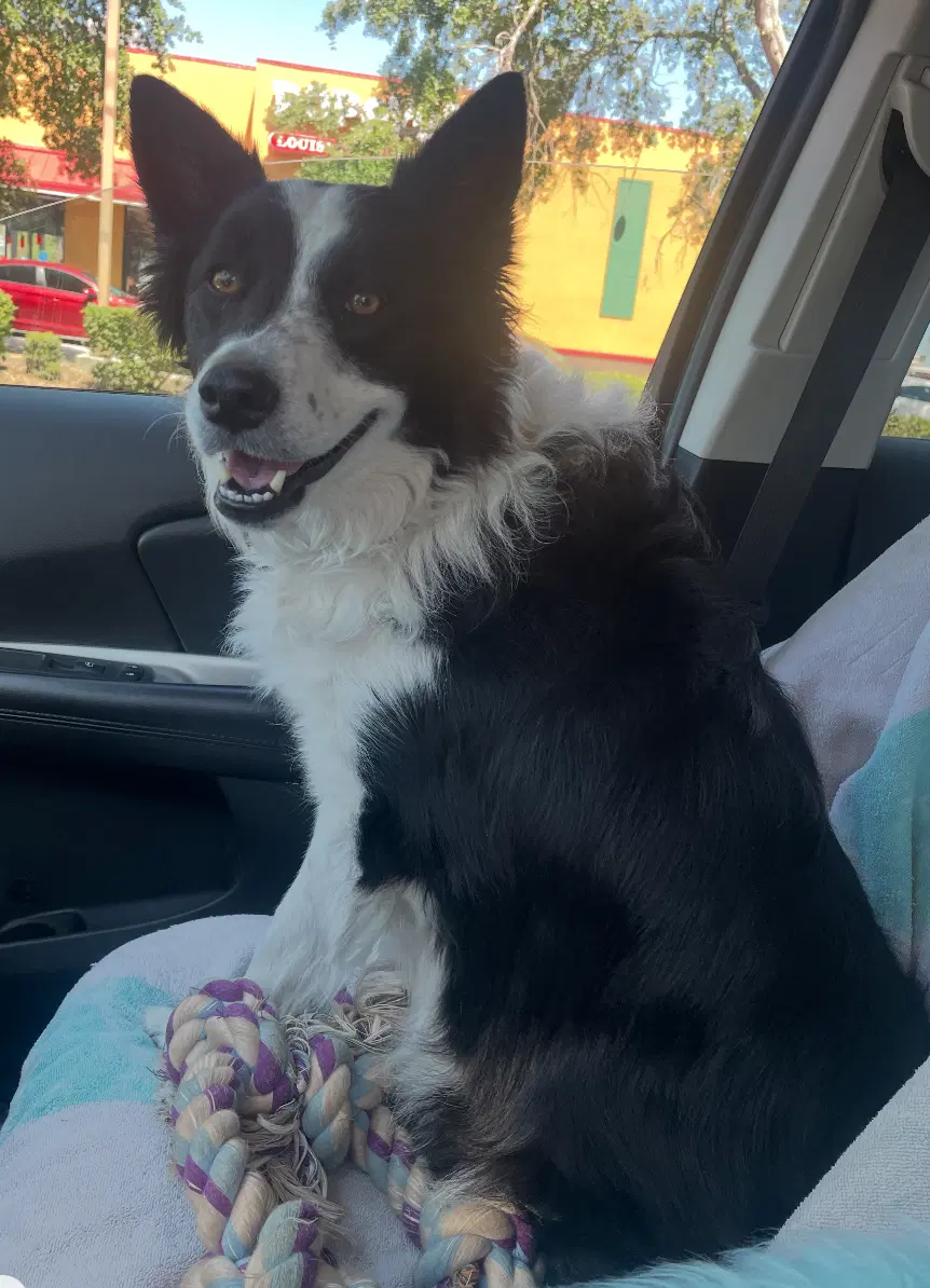 Jamison - Border Collie