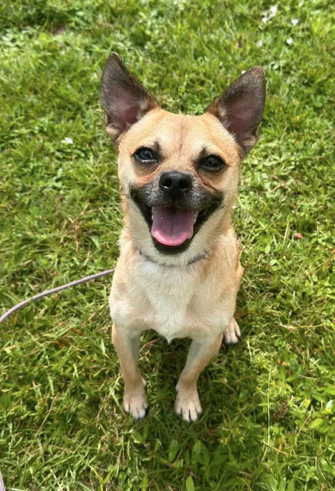 Chico Meeko - Chihuahua