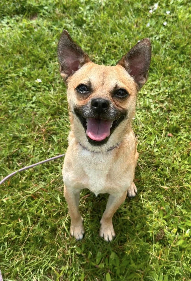 Chico Meeko