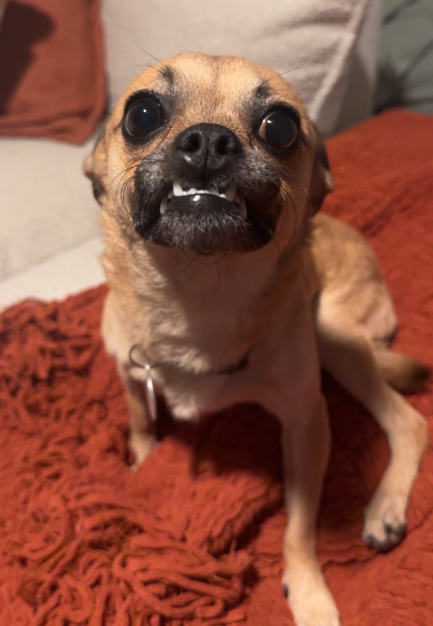 Chico Meeko, photo 2