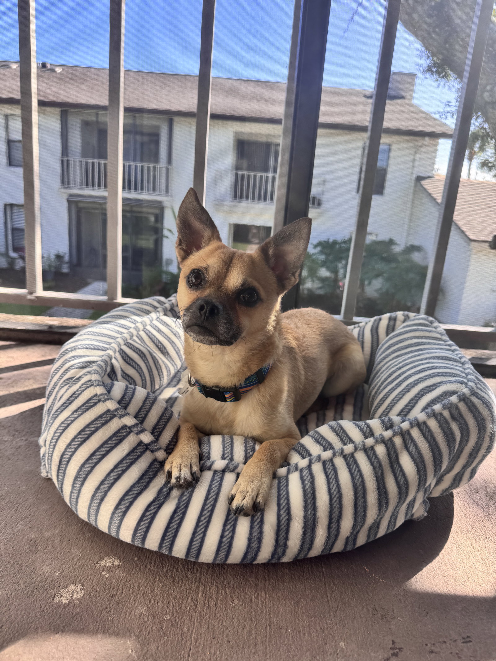Chico Meeko