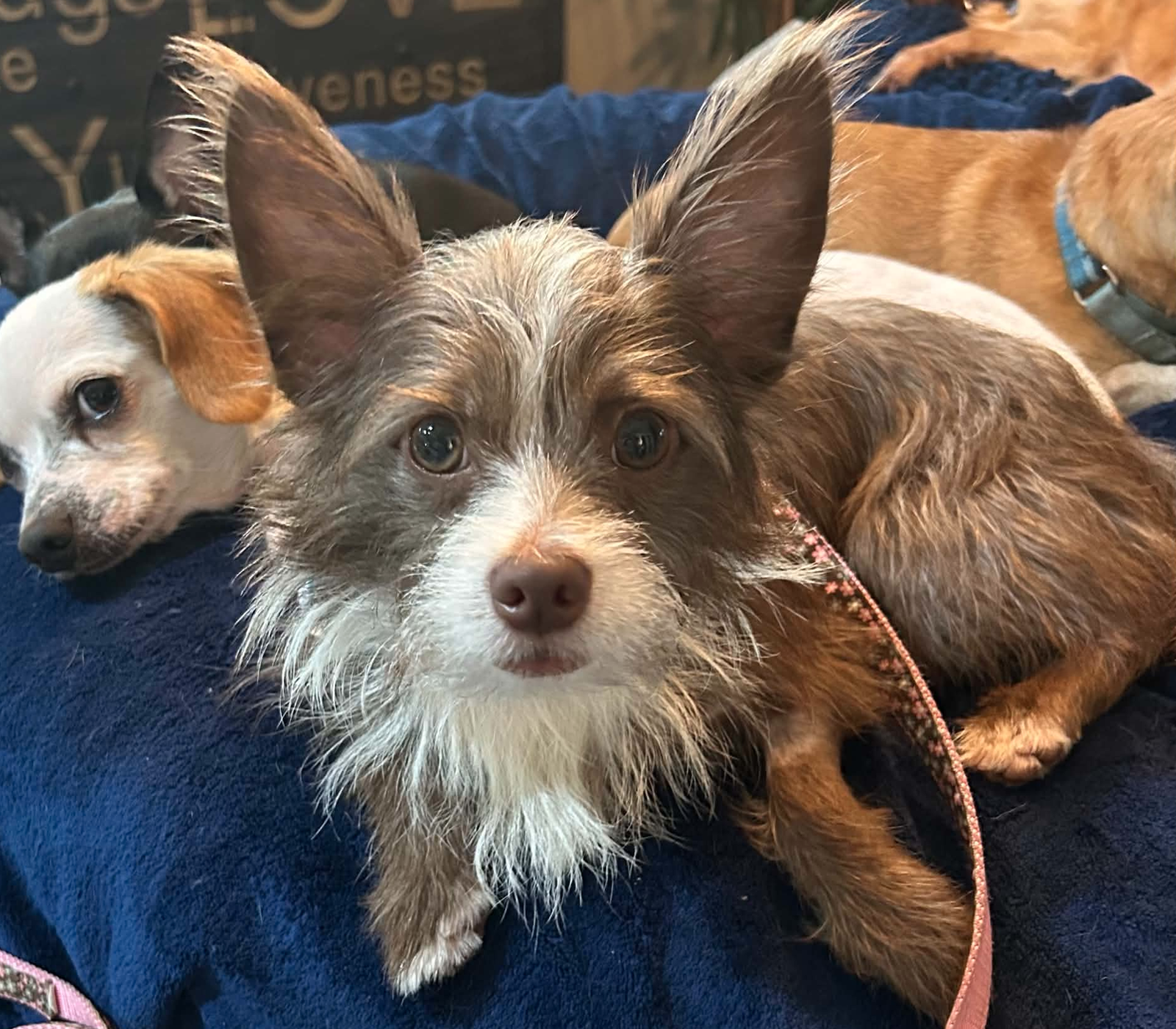 Pickle (ADOPTION PENDING), Terrier