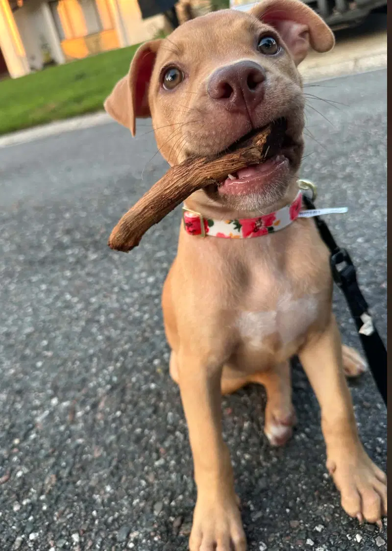 Aster - Pit Bull Terrier