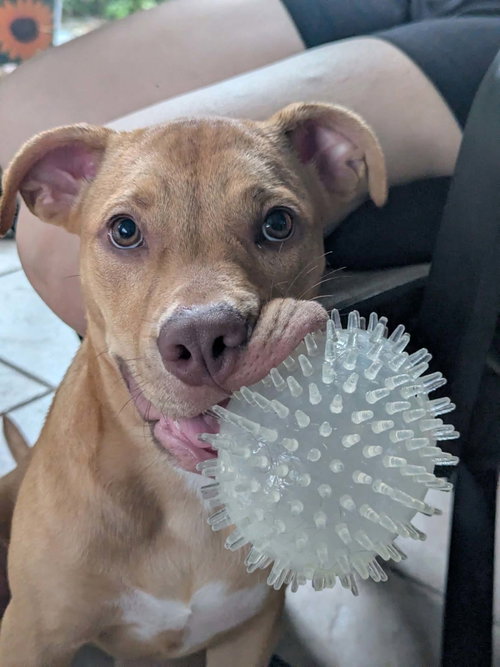 Aster ADOPTION PENDING, Pit Bull Terrier / Mixed (short coat)