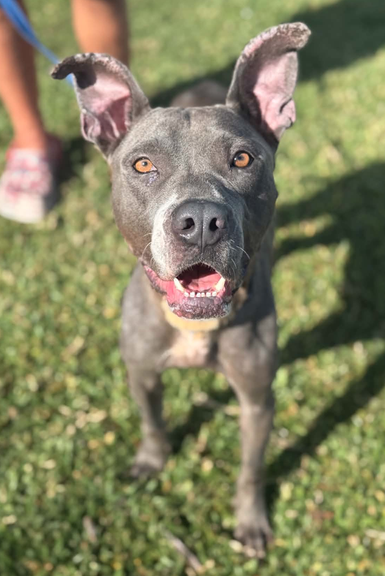 Apollo, photo 2