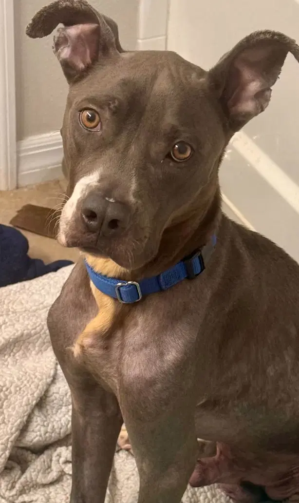 Apollo - Pit Bull Terrier
