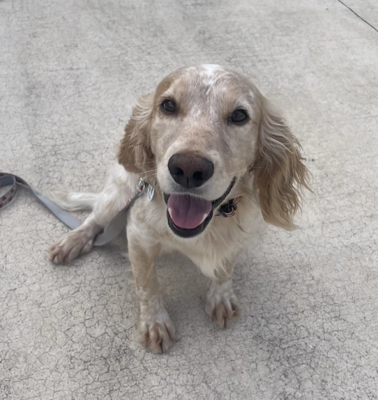 Scout