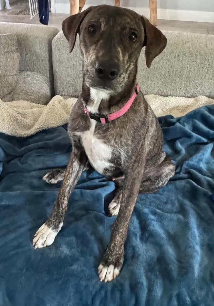 Charlie - Catahoula Leopard Dog