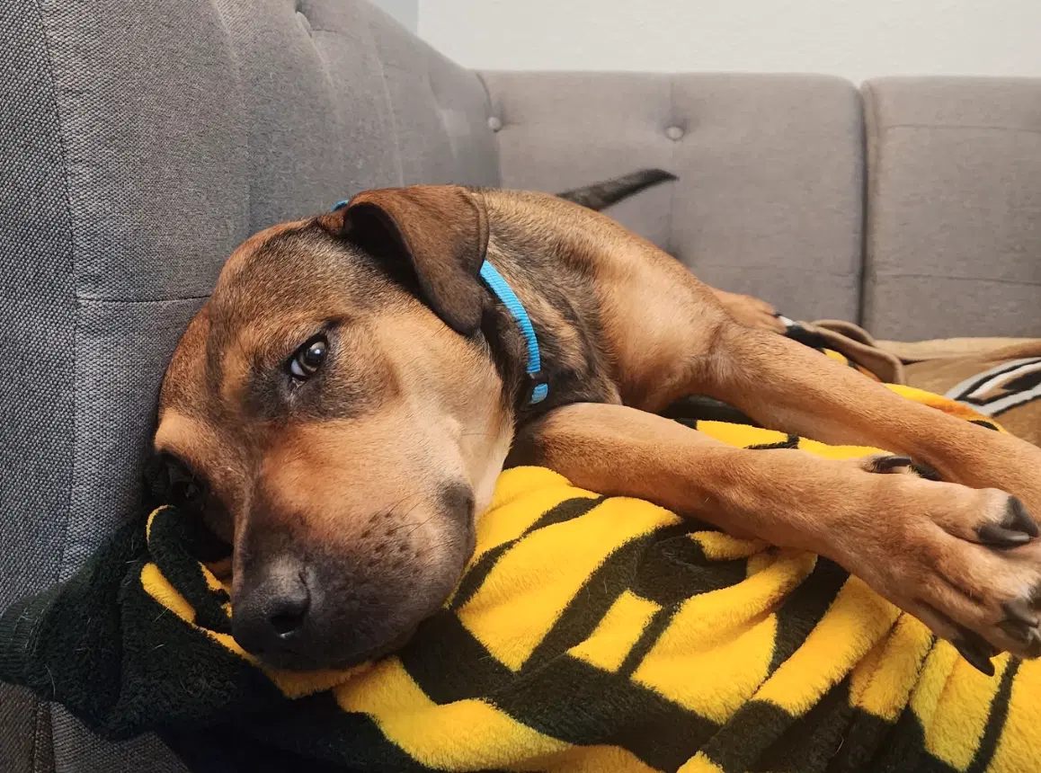 Roxy - Hound
