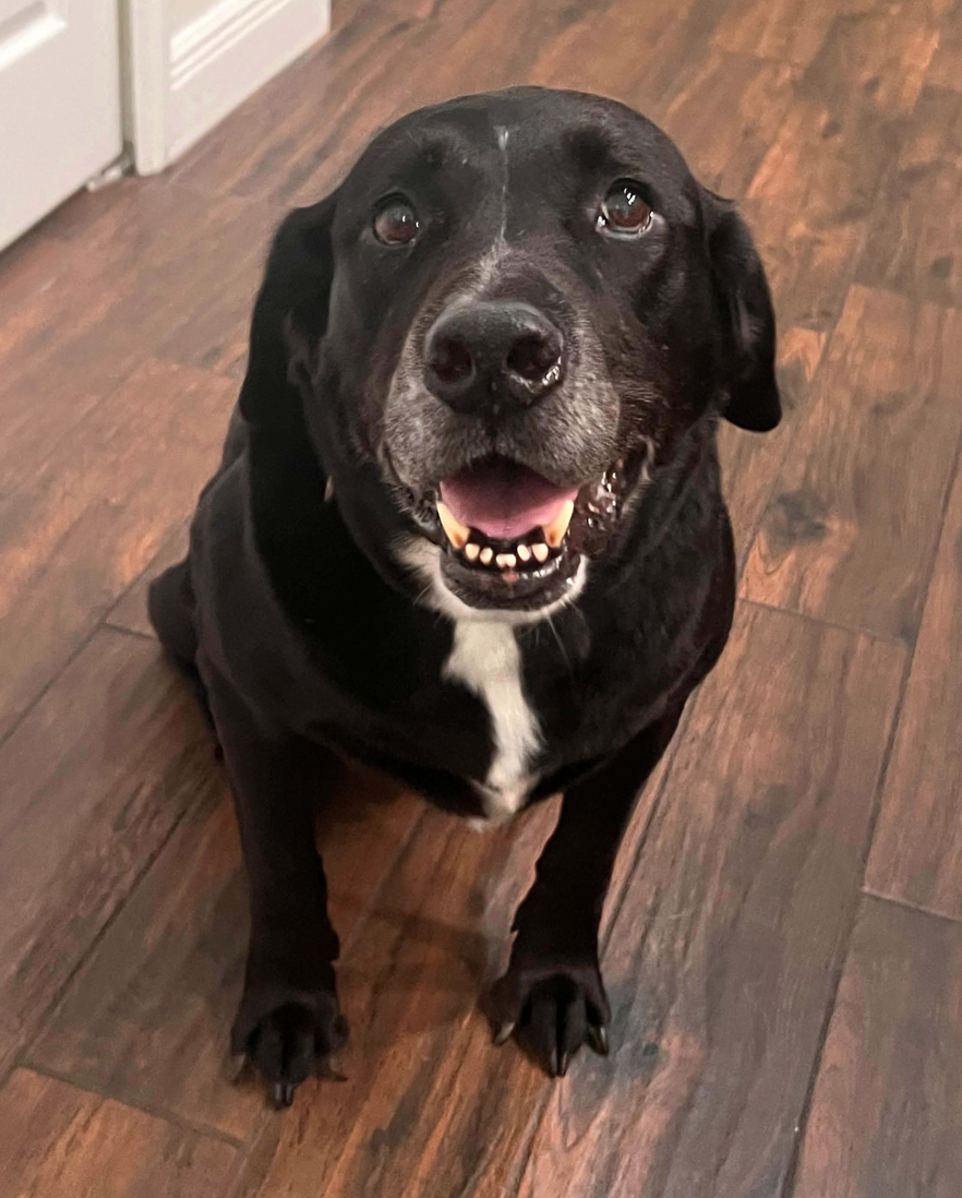 Mater, Labrador Retriever