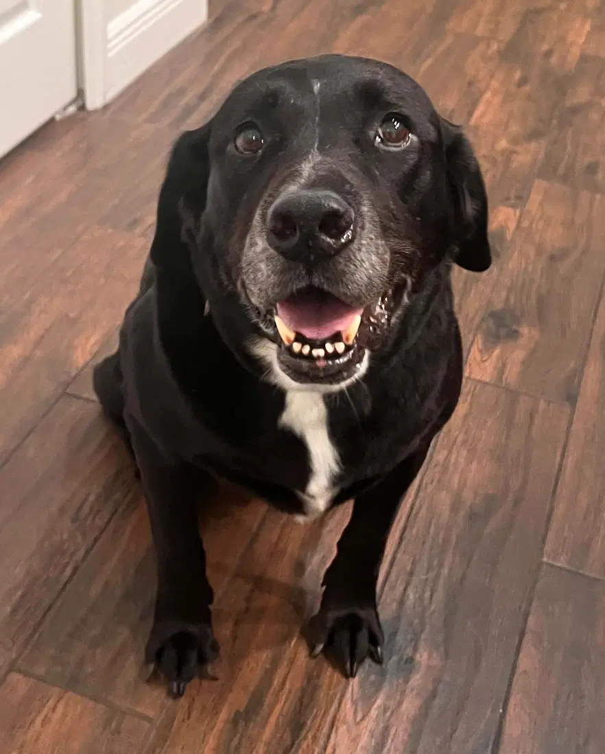 Mater - Labrador Retriever