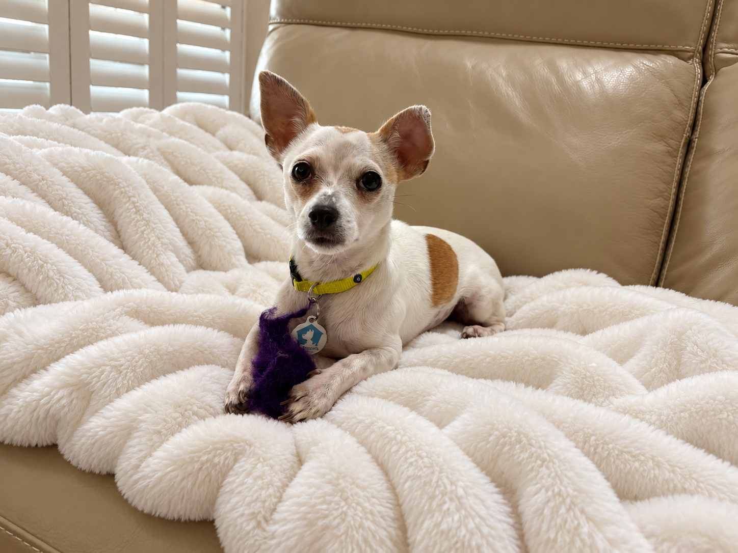 Leona, Chihuahua