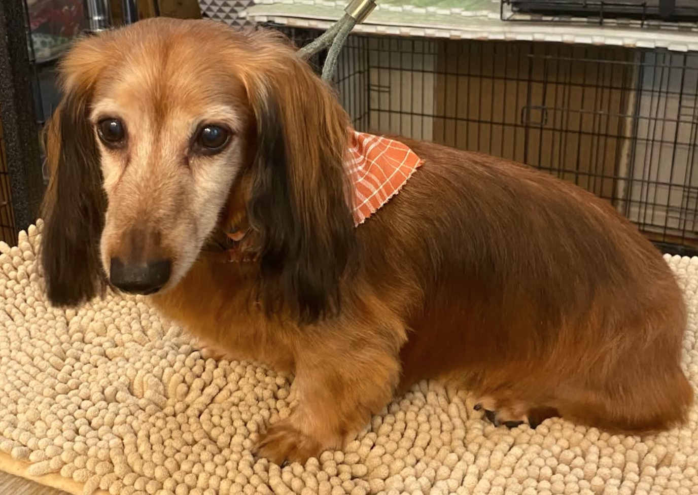 Cubby (Must be adopted with Cici)