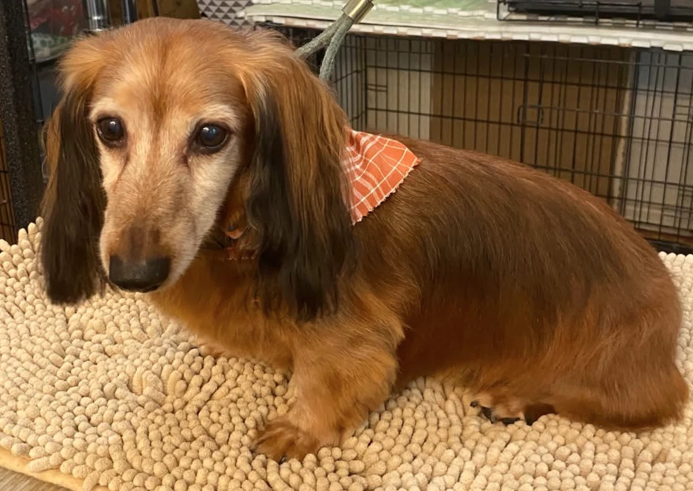 Cubby Must Be Adopted With Cici