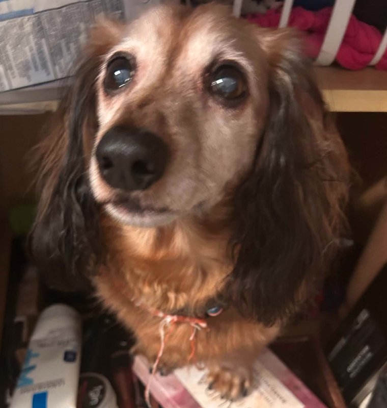 Cubby (Must be adopted with Cici), photo 3