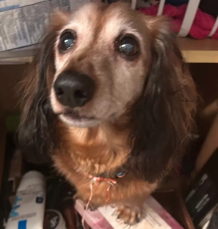 Cubby Must Be Adopted With Cici image 3