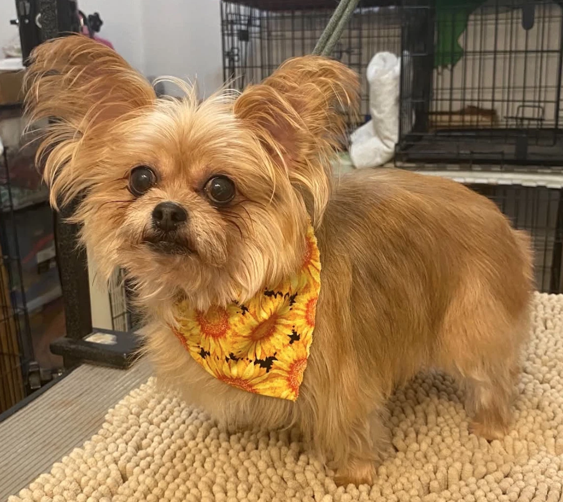 Cici Must Be Adopted With Cubby