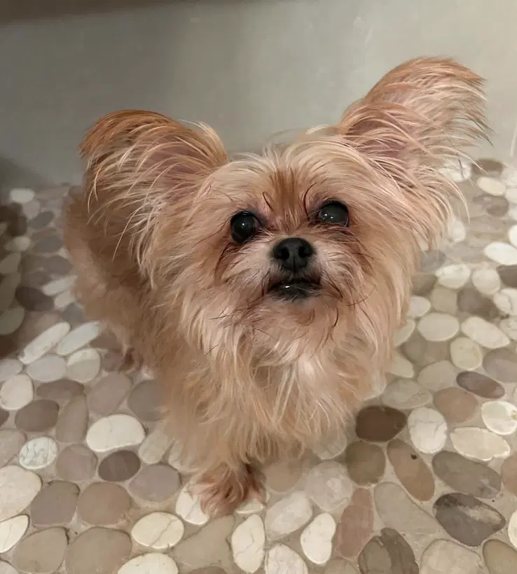 Cici Must Be Adopted With Cubby image 2