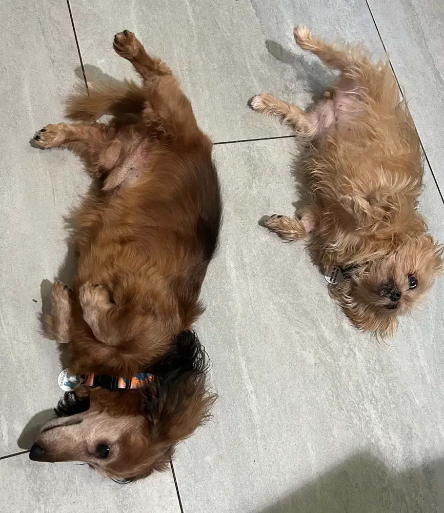 Cici Must Be Adopted With Cubby image 3